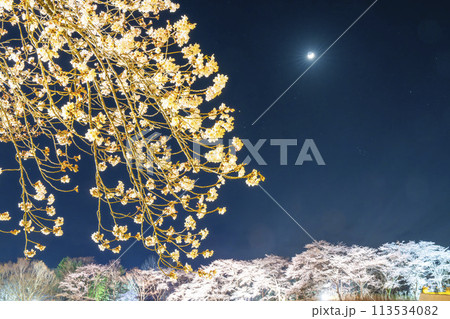 国営みちのく湖畔公園　夜桜のライトアップ「みちのく花明かり」　宮城県川崎町 113534082