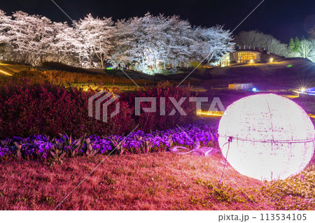 国営みちのく湖畔公園 夜桜のライトアップ「みちのく花明かり」 宮城県川崎町 国営みちのく湖畔公園 夜桜のライトアップ「みちのく花明かり」 宮城県川崎町 113534105