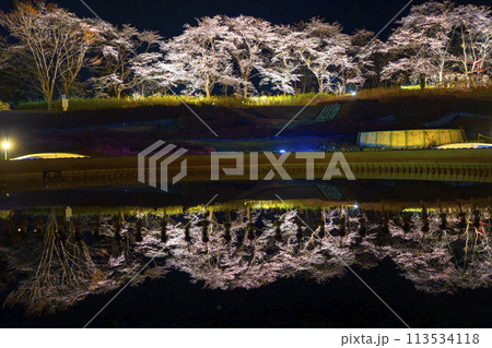 国営みちのく湖畔公園　夜桜のライトアップ「みちのく花明かり」　宮城県川崎町 113534118