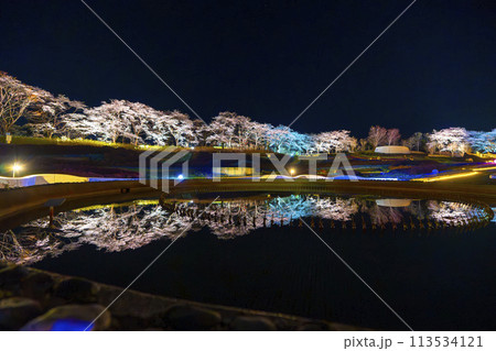 国営みちのく湖畔公園　夜桜のライトアップ「みちのく花明かり」　宮城県川崎町 113534121