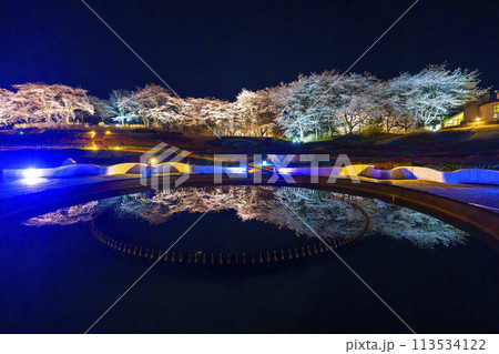 国営みちのく湖畔公園 夜桜のライトアップ「みちのく花明かり」 宮城県川崎町 国営みちのく湖畔公園 夜桜のライトアップ「みちのく花明かり」 宮城県川崎町 113534122