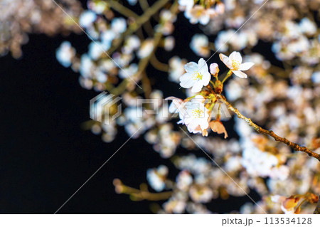 国営みちのく湖畔公園　夜桜のライトアップ「みちのく花明かり」　宮城県川崎町 113534128