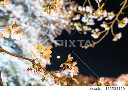 国営みちのく湖畔公園　夜桜のライトアップ「みちのく花明かり」　宮城県川崎町 113534130