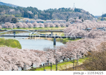 川の両岸に咲き誇る満開の桜並木の絶景 113534225