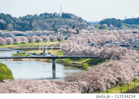 川の両岸に咲き誇る満開の桜並木の絶景 113534234