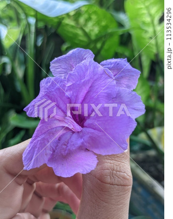 purple flower in hand 113534296