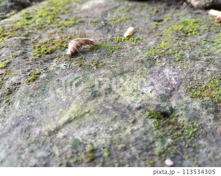 a hedgehog on a rock 113534305