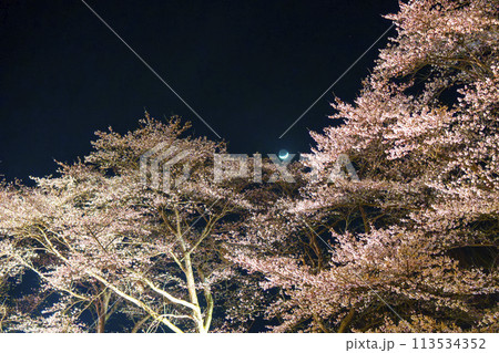 国営みちのく湖畔公園 夜桜のライトアップ「みちのく花明かり」 宮城県川崎町 国営みちのく湖畔公園 夜桜のライトアップ「みちのく花明かり」 宮城県川崎町 113534352