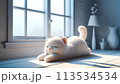 窓辺で寛ぐ猫 113534534