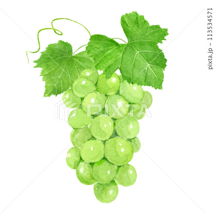 水彩で描いたマスカットのイラスト 113534571