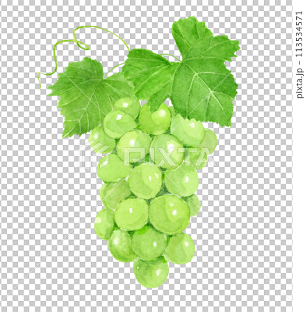 水彩で描いたマスカットのイラスト 113534571