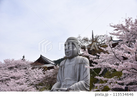 壷阪寺の桜大仏 壷阪寺の桜大仏 113534646
