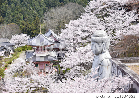 壷阪寺の桜大仏 113534653