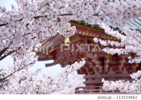 壷阪寺の桜大仏 壷阪寺の桜大仏 113534662