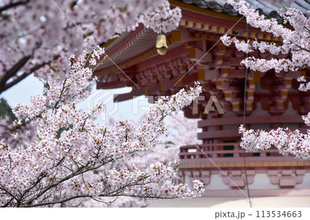 壷阪寺の桜大仏 113534663