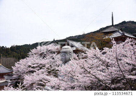 壷阪寺の桜大仏 113534671