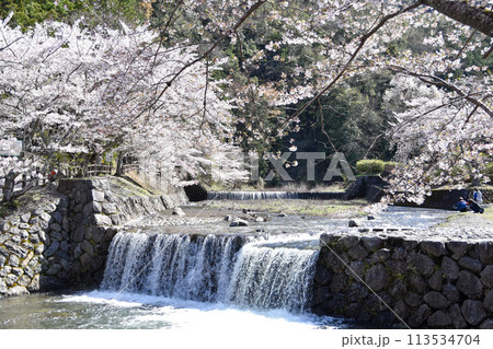七谷川「和らぎの道】桜 113534704