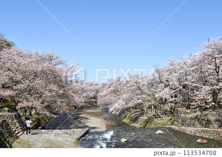七谷川「和らぎの道】桜 七谷川「和らぎの道】桜 113534708