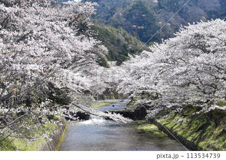 七谷川「和らぎの道】桜 113534739