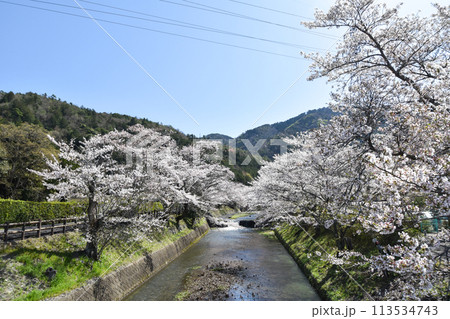 七谷川「和らぎの道】桜 七谷川「和らぎの道】桜 113534743