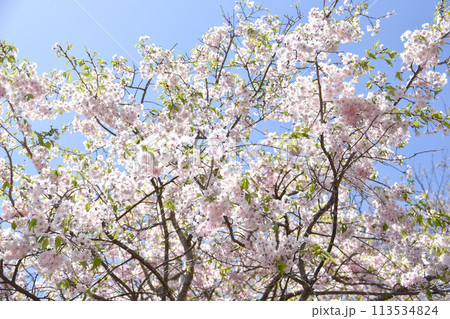 須磨浦山上遊園の桜 113534824