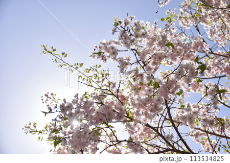 須磨浦山上遊園の桜 113534825