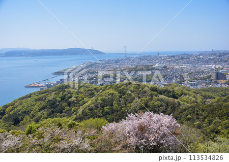 須磨浦山上遊園の桜 須磨浦山上遊園の桜 113534826