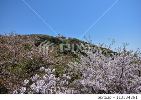 須磨浦山上遊園の桜 須磨浦山上遊園の桜 113534861