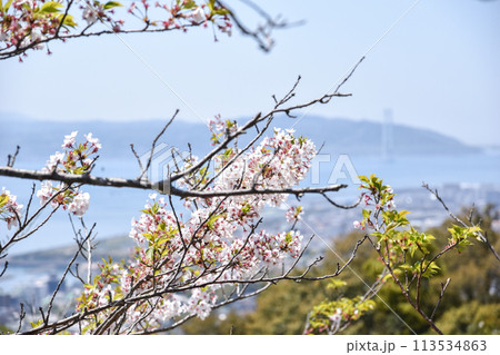 須磨浦山上遊園の桜 須磨浦山上遊園の桜 113534863