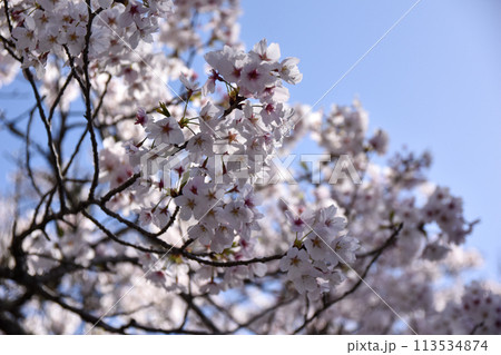 須磨浦山上遊園の桜 須磨浦山上遊園の桜 113534874