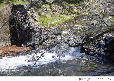 須磨浦山上遊園の桜 須磨浦山上遊園の桜 113534875