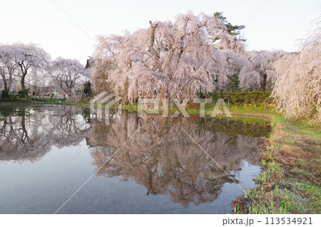 信州　松本の寺社　安養寺の桜　樹齢500年近いシダレザクラが有名 113534921