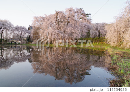信州　松本の寺社　安養寺の桜　樹齢500年近いシダレザクラが有名 113534926