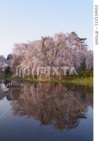 信州　松本の寺社　安養寺の桜　樹齢500年近いシダレザクラが有名 113534932