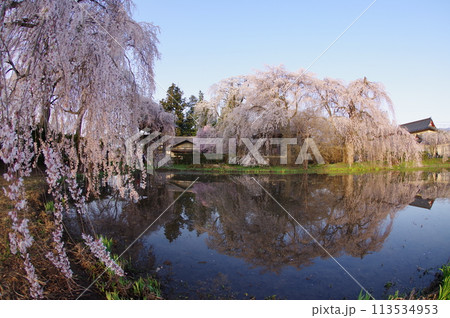 信州　松本の寺社　安養寺の桜　樹齢500年近いシダレザクラが有名 113534953