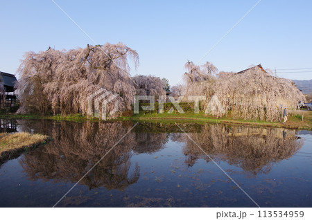 信州　松本の寺社　安養寺の桜　樹齢500年近いシダレザクラが有名 113534959