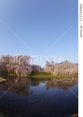 信州　松本の寺社　安養寺の桜　樹齢500年近いシダレザクラが有名 113534960