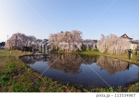 信州　松本の寺社　安養寺の桜　樹齢500年近いシダレザクラが有名 113534967