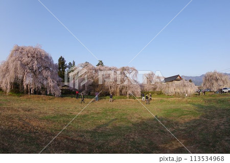 信州 松本の寺社 安養寺の桜 樹齢500年近いシダレザクラが有名 信州 松本の寺社 安養寺の桜 樹齢500年近いシダレザクラが有名 113534968