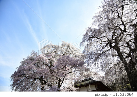 青空に映える満開の桜　＜勝間薬師堂＞ 113535064