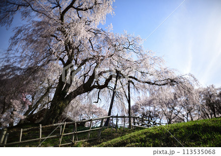 青空に映える満開の桜 <勝間薬師堂> 青空に映える満開の桜 <勝間薬師堂> 113535068