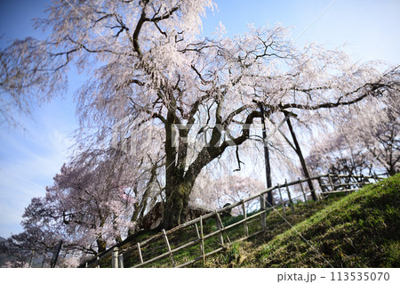 青空に映える満開の桜 <勝間薬師堂> 青空に映える満開の桜 <勝間薬師堂> 113535070