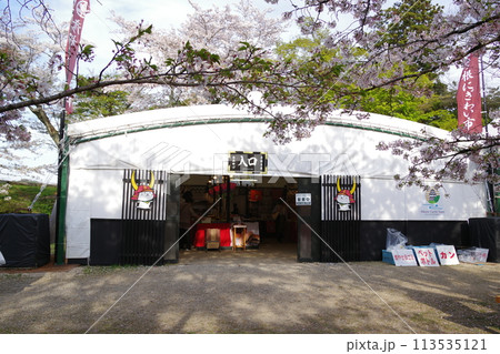 彦根城と桜 113535121