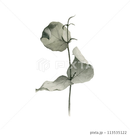 Watercolor eucalyptus branch hand drawn illustration earthy colors gray green beige colors isolated on white background  113535122