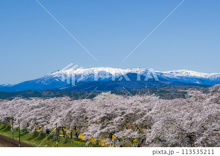 残雪の蔵王連峰をバックに満開のソメイヨシノが咲き誇る白石川堤 一目千本桜 113535211
