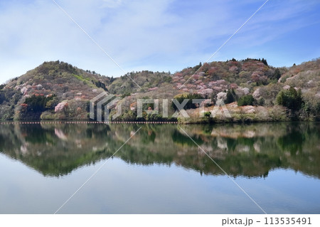 ロマンチック茨城（「春の訪れを彩る」御前山ダム湖。）常陸大宮市 113535491