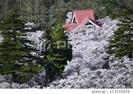 桜のある風景、天下第一桜　＜高遠城址公園＞ 113535828