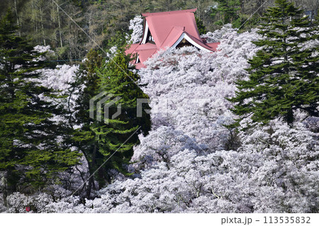 桜のある風景、天下第一桜　＜高遠城址公園＞ 113535832