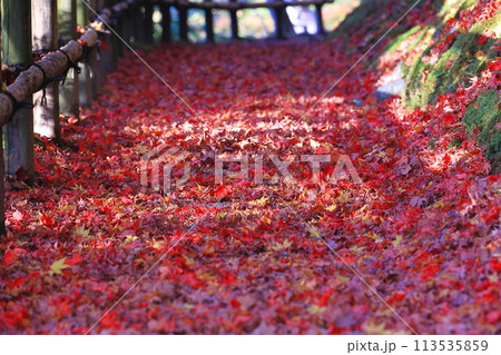 真っ赤な紅葉 113535859