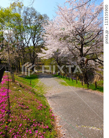 桜の秩父路 113535900